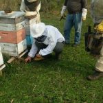 Some Quintana Roo beekeepers are counting their losses after thousands of bees have died.