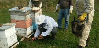Some Quintana Roo beekeepers are counting their losses after thousands of bees have died.