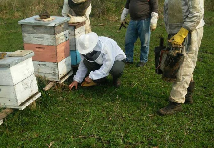Some Quintana Roo beekeepers are counting their losses after thousands of bees have died.