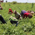 Farmworkers are often required to work under less than ideal conditions.