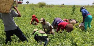 Farmworkers are often required to work under less than ideal conditions.
