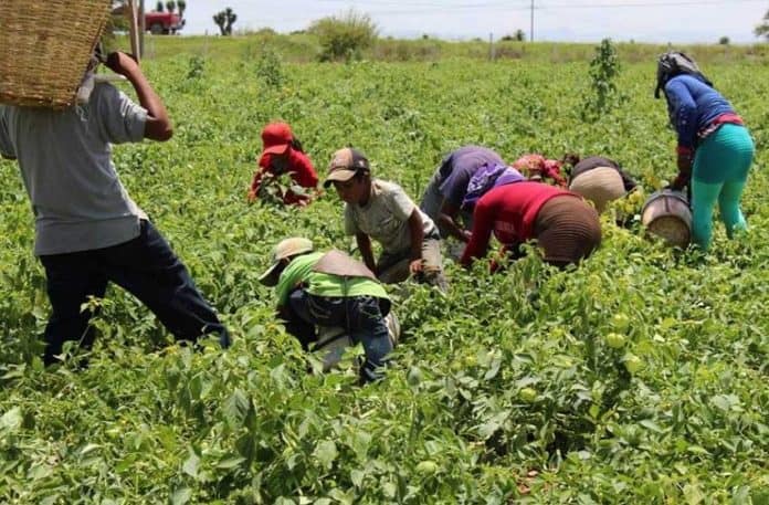 Farmworkers are often required to work under less than ideal conditions.