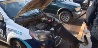 A police dog checks a Guaymas police patrol car for drugs.