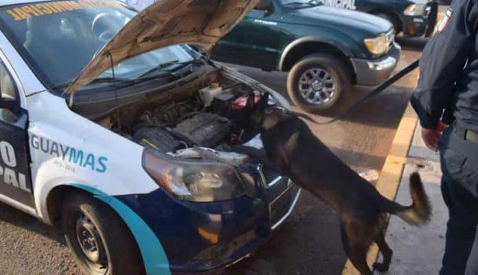 A police dog checks a Guaymas police patrol car for drugs.