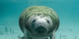 Manatee in a Tabasco lagoon