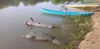 Dead manatees in Tabasco.
