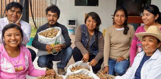 The mesquite flour team at Suchilquitongo, Oaxaca.