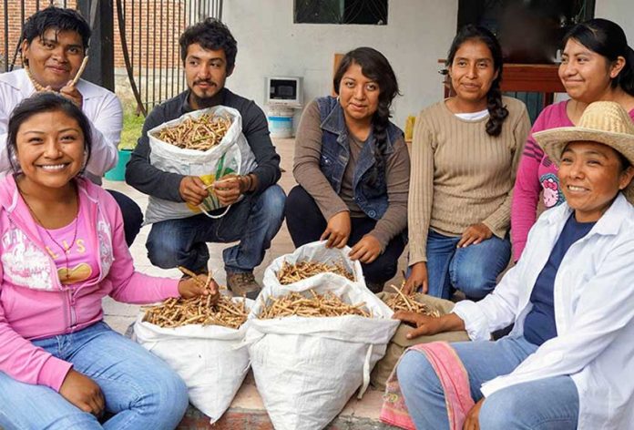 The mesquite flour team at Suchilquitongo, Oaxaca.