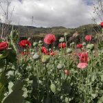 Guerrero is the biggest producer of opium poppies in Mexico.