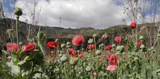 Guerrero is the biggest producer of opium poppies in Mexico.