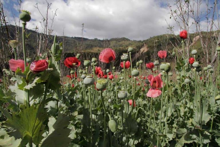 Guerrero is the biggest producer of opium poppies in Mexico.