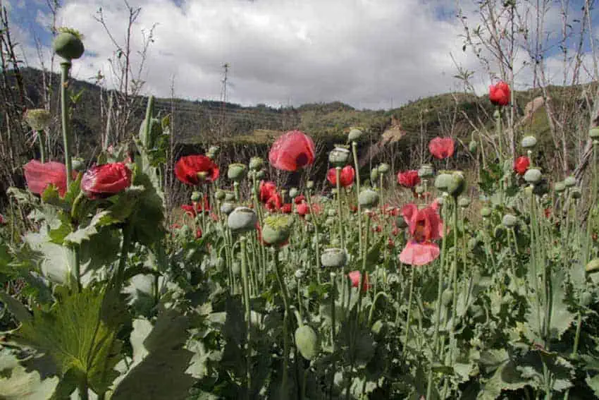 Guerrero is the biggest producer of opium poppies in Mexico.