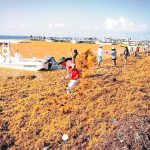 Sargassum clean-up in Quintana Roo.
