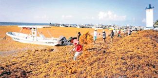 Sargassum clean-up in Quintana Roo.