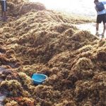 A worker rakes up sargassum in Quintana Roo.