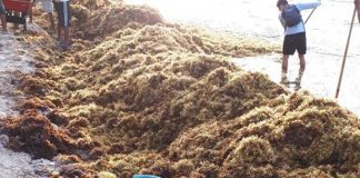 A worker rakes up sargassum in Quintana Roo.