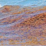Swimming with sargassum in Quintana Roo.