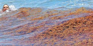 Swimming with sargassum in Quintana Roo.