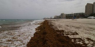 Sargassum: a disaster in the making?