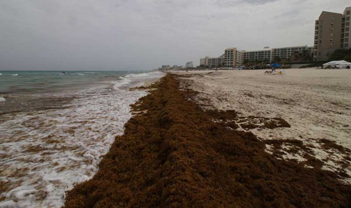 Sargassum: a disaster in the making?