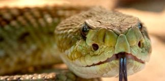 As many as 137,000 people die every year from snake bites.