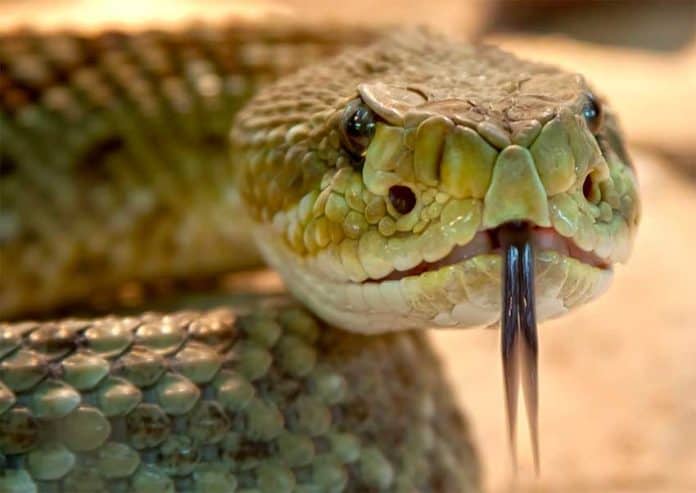 As many as 137,000 people die every year from snake bites.