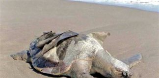 Dead turtles first appeared on a Chiapas beach nearly a month ago.