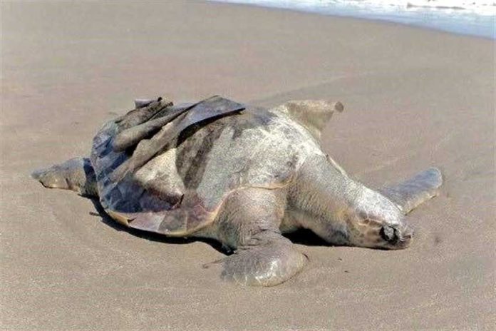 Dead turtles first appeared on a Chiapas beach nearly a month ago.