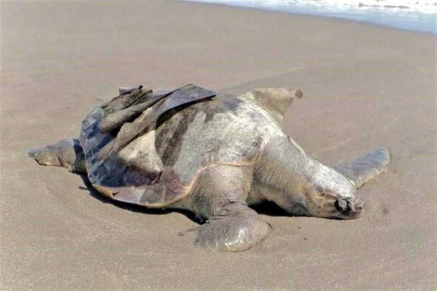 Cause of death of more than 100 turtles remains unknown