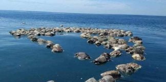 Dead turtles off the coast of Oaxaca this week.