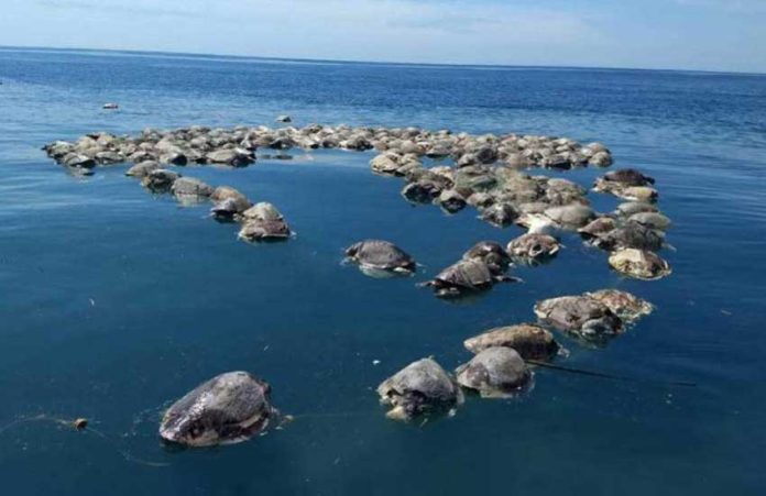 Dead turtles off the coast of Oaxaca this week.