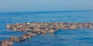 Dead turtles off the coast of Oaxaca today.