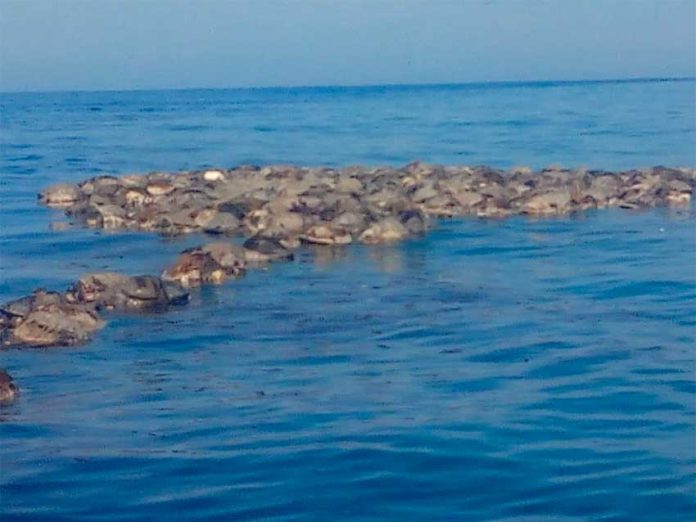 Dead turtles off the coast of Oaxaca today.