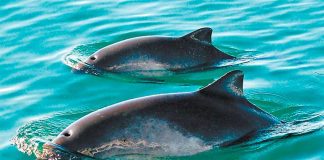 Two of the few vaquitas that remain.