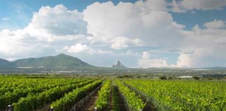 Vinaltura is one of the Querétaro winemakers that the Concours Mondial will visit.