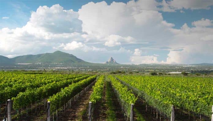 Vinaltura is one of the Querétaro winemakers that the Concours Mondial will visit.