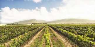 A vineyard in Querétaro.