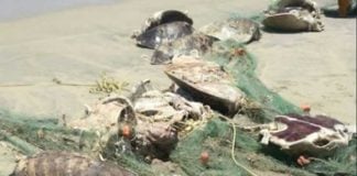 Turtles that were trapped in fishing nets in Oaxaca.