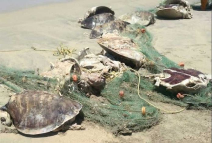 Turtles that were trapped in fishing nets in Oaxaca.