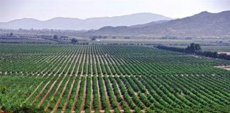 Guadalupe Valley, setting for next week's festival.