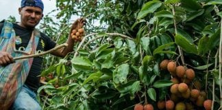 Harvesting lychees in Oaxaca.
