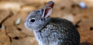 Volcano rabbit, world's second smallest rabbit.