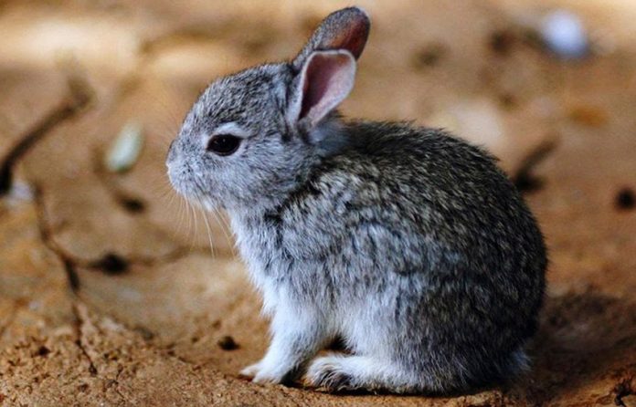 Volcano rabbit, world's second smallest rabbit.
