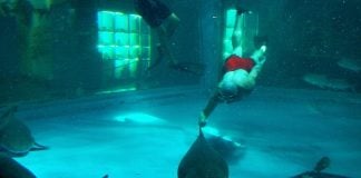 The author in the shark tank: they were not vegan sharks, but they were not hungry either.