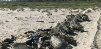 Dead turtles found in Guerrero.