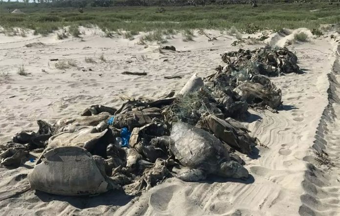Dead turtles found in Guerrero.