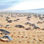 Turtles arrive on a Oaxaca beach to lay their eggs.