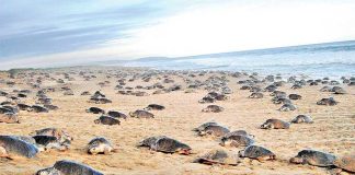 Turtles arrive on a Oaxaca beach to lay their eggs.