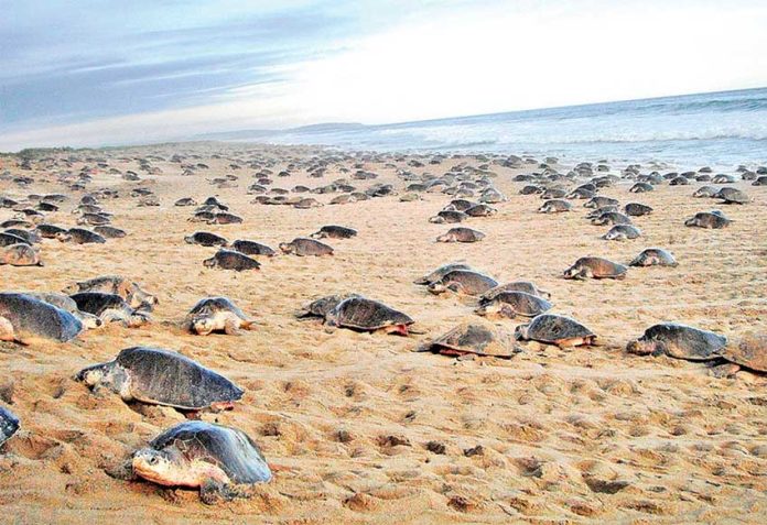 Turtles arrive on a Oaxaca beach to lay their eggs.