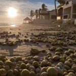 Mysterious green balls on the beach in Sonora.
